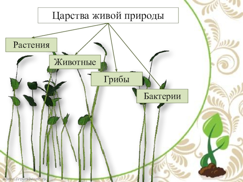 Процессы в жизни растений 5 класс биология. Царство растения. Внешнее строение и. Царство растений строение. Структура царства растений. Царство растения строение растений.