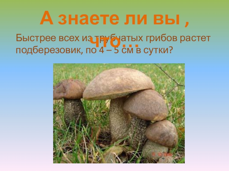 Царство грибы презентация 3 класс окружающий. Грибы 3 класс окружающий мир. Грибы презентация 3 класс. Грибы презентация 3 класс окружающий мир Плешаков. Проект царство грибов 3 класс окружающий мир.