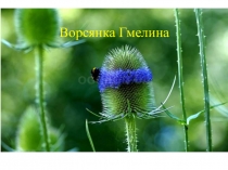 лекарственное значение ворсянки Гмилева