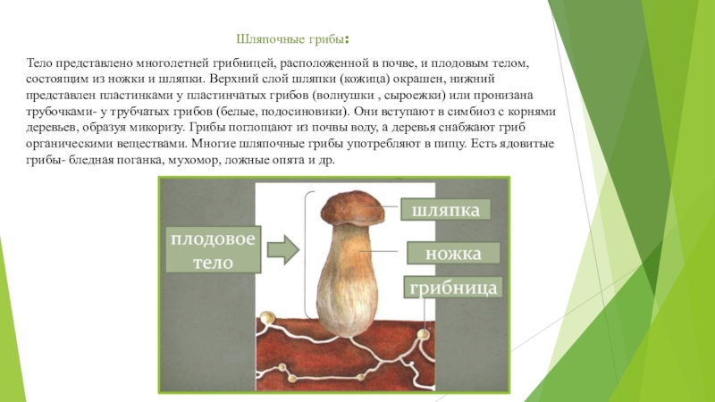 Тело грибов состоит из многочисленных. Шляпочные грибы микориза. Гриб (плодовое тело). Грибница и плодовое тело. Строение шляпочного гриба.