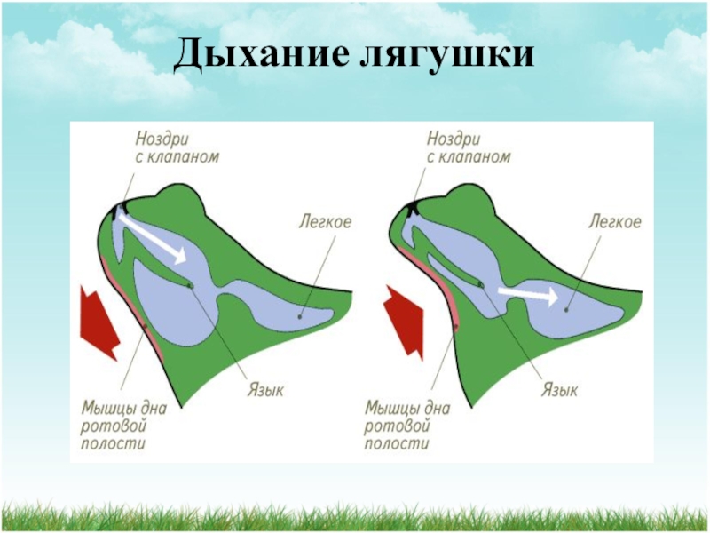 У земноводных кожно легочное дыхание