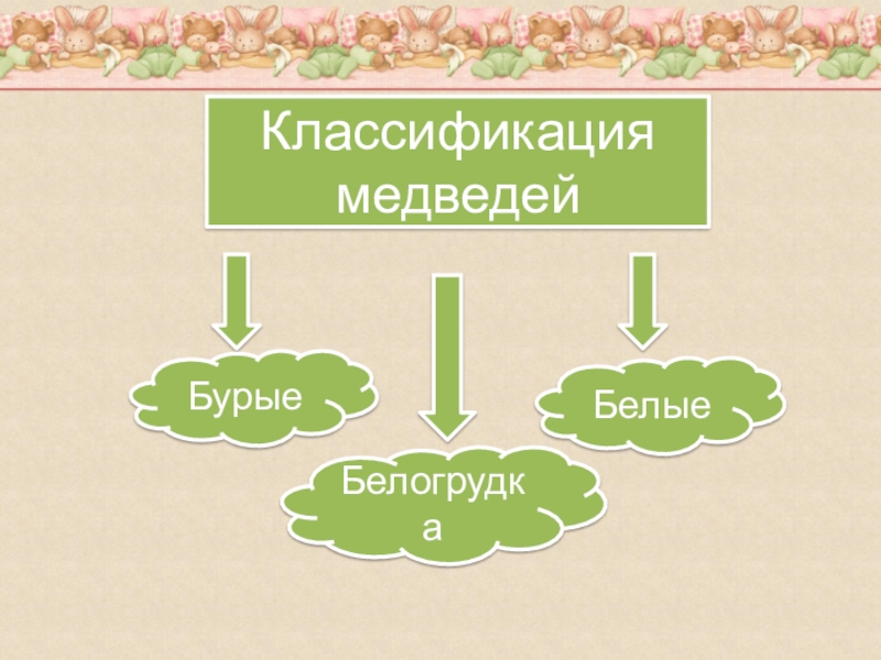 Классификация медведя. Систематика Медвежьих. Систематика медведя.