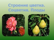 Презентация по биологии 6 класс по теме Строение цветка, соцветие. Плоды