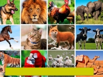 Презентация по английскому языку Wild and Domestic Animals (4 класс)