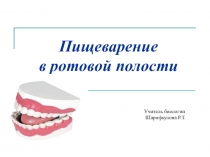 Строение ротовой полости, особенности пищеварения в полости рта.