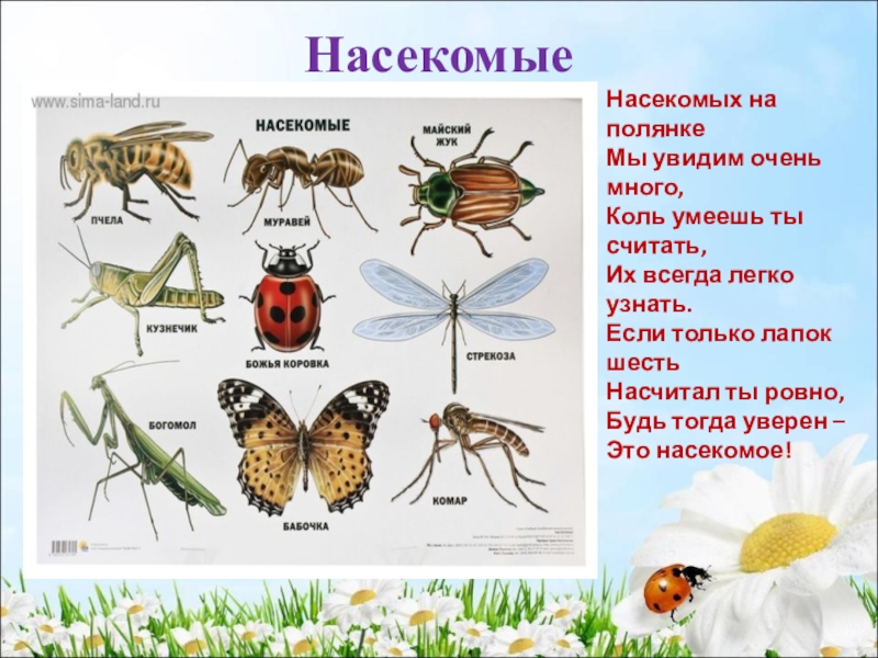 Проект на тему наши соседи насекомые