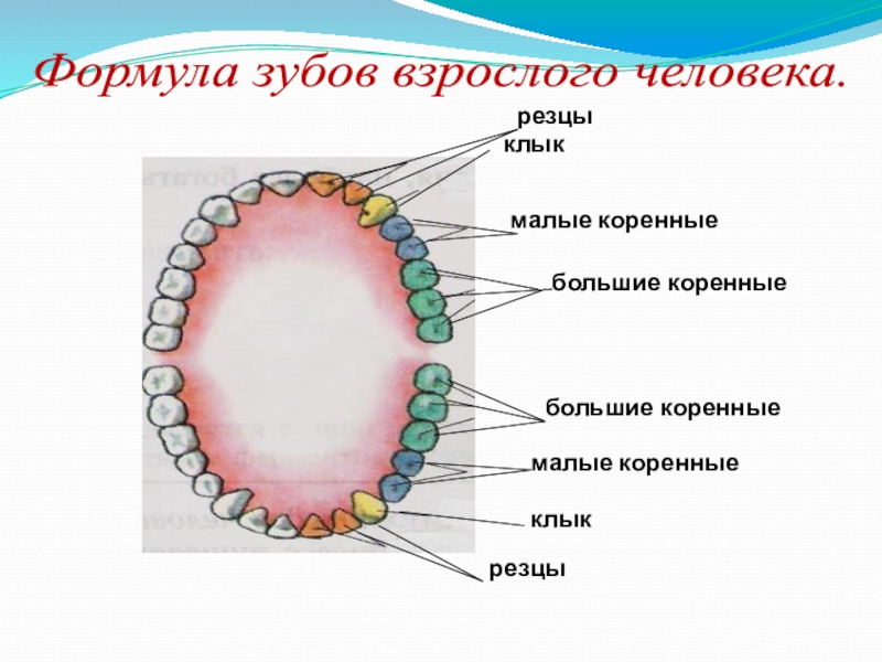 Малые коренные зубы взрослого человека. Формула зуба у взрослого человека. Малые и большие коренные зубы. Коренные зубы у взрослого.