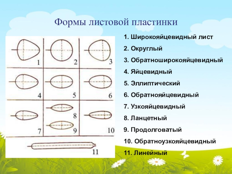 Форма листовой пластинки