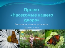 Презентация Исследовательская работа Насекомые нашего двора