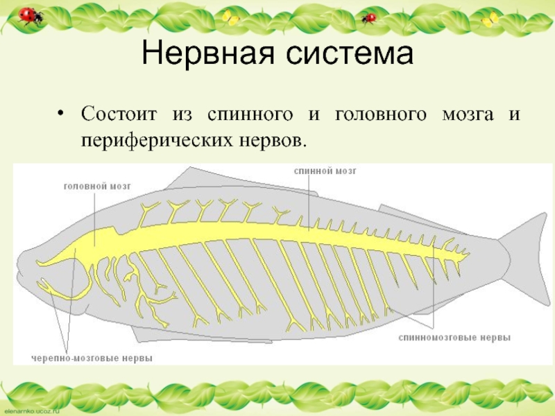 Нервная системаСостоит из спинного и головного мозга и периферических нервов.