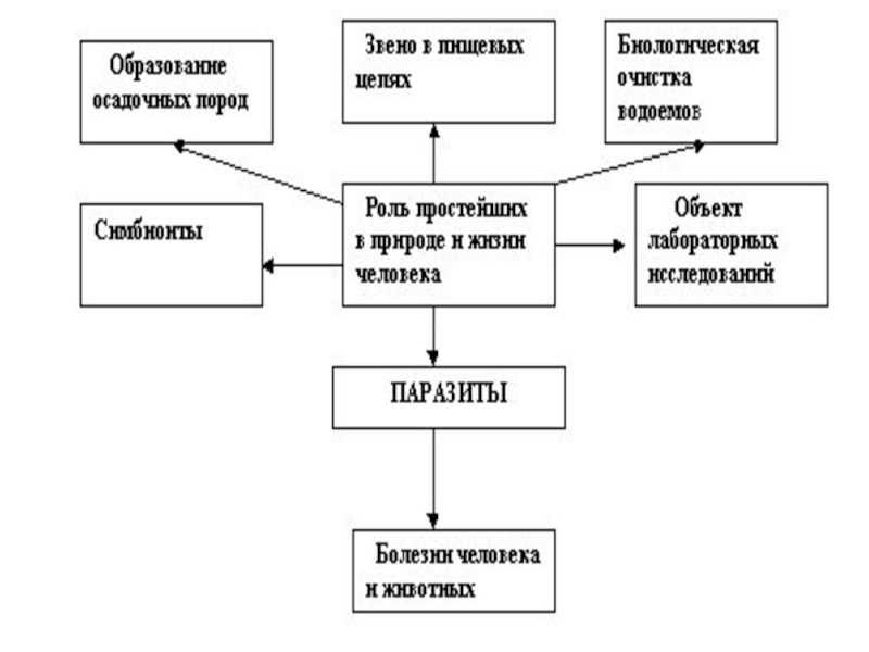 Значение кишечнополостных в жизни. Схема значение простейших. Роль простейших в природе и жизни человека 7 класс схема. Роль простейших в природе 7 класс схема. Составьте схему значение кишечнополостных в природе и жизни человека.