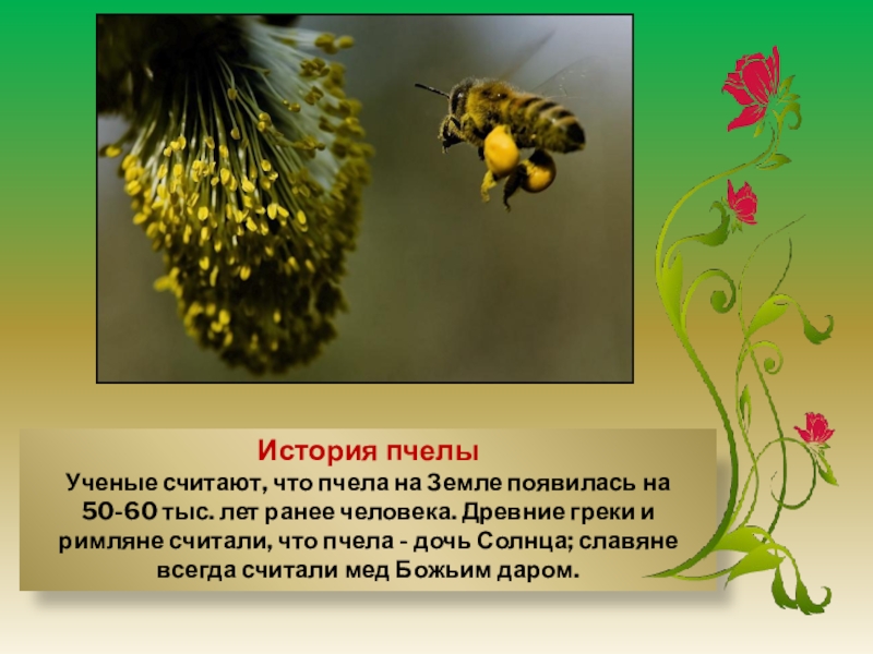 Насекомое пчела 2 класс. Рассказ о пчелах. Рассказ о пчелах 2 класс. История пчел. Рассказ о насекомом пчела.