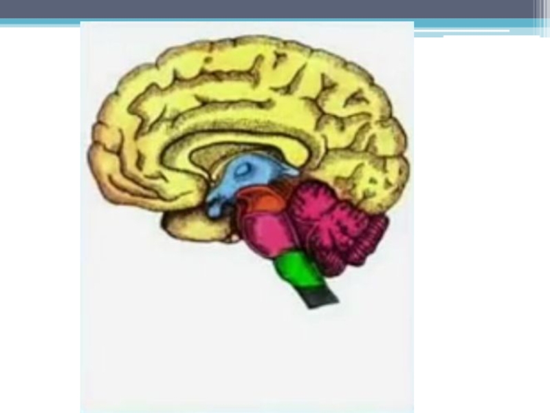 Строение головного мозга 8 класс биология рисунок