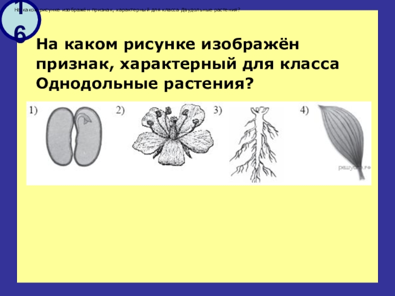 Выберите верные признаки изображенного на рисунке