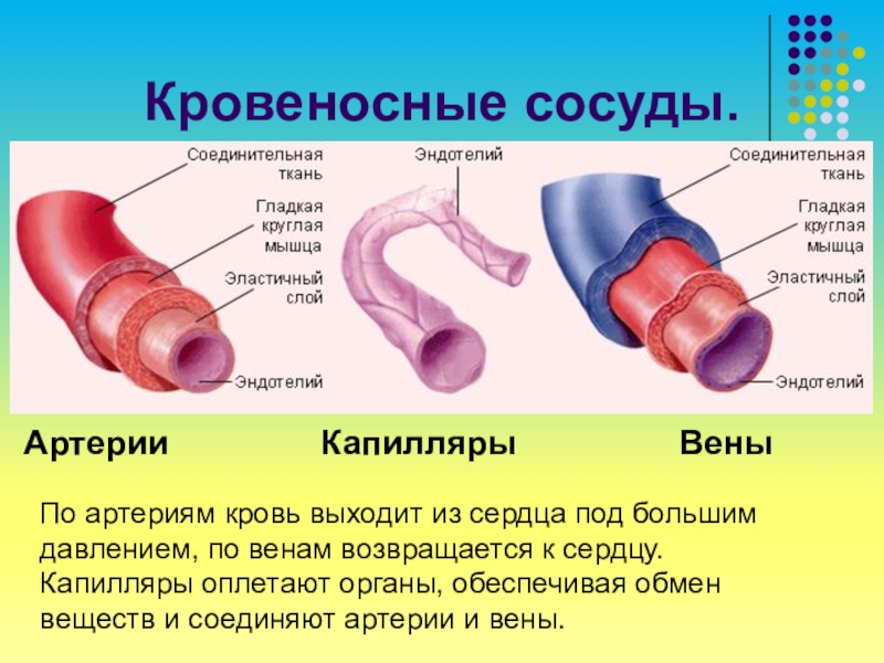 Строение артерий вен и капилляров рисунок