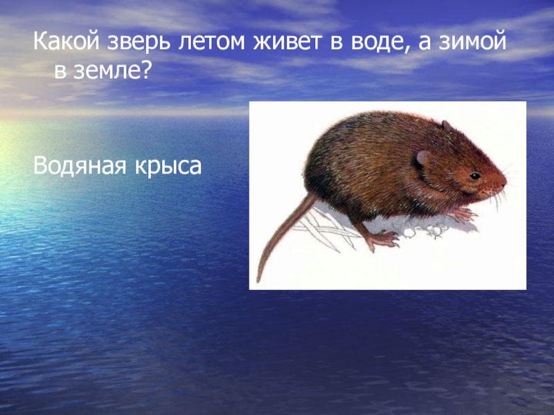 Какой зверь 2015. Водяная крыса ондатра. Водяная крыса зимой. Водяная полевка или европейская водяная крыса. Какой зверь летом живет в воде а зимой в земле.
