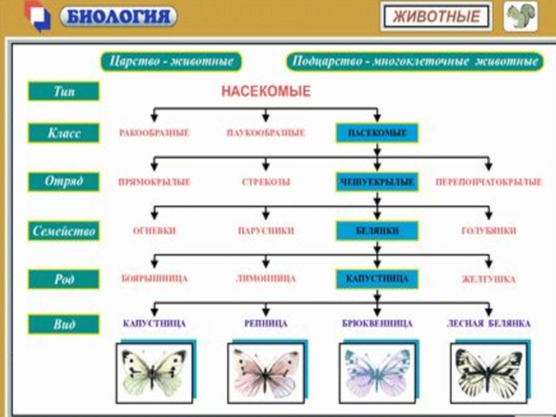 Систематика насекомых схема