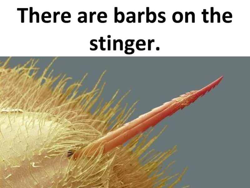 There are barbs on the stinger.