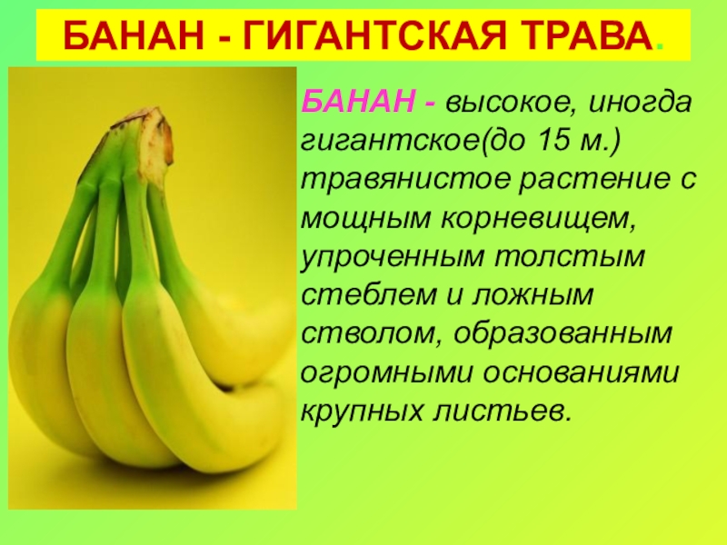 Старый свет биология. Банан доклад. Банан для презентации. Бананы тема для презентаций. Банан растение описание.