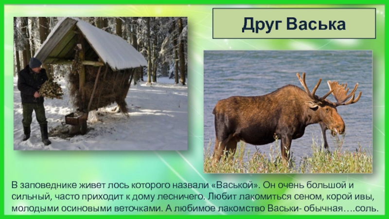 Жил в заповеднике. Где живет Лось. Кто живет в заповеднике. Где живёт Лось в лесу. Лось живет название жилища для детей 4-5.