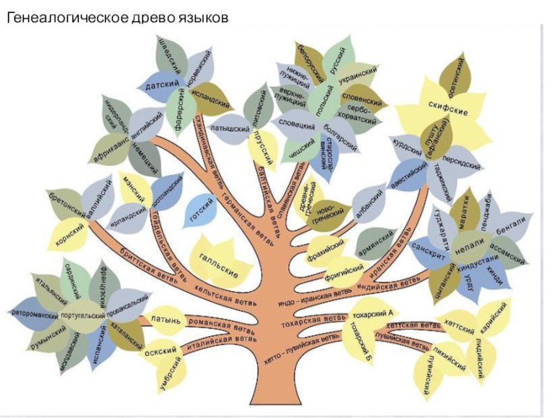 Индоевропейские ветви. Индоевропейская семья дерево. Древо индоевропейских языков. Генеалогическое Древо индоевропейской. Индоевропейская языковая семья дерево.