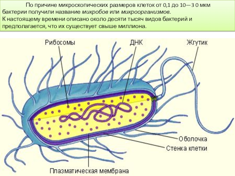 Прокариоты биология 5. Строение бактериальной клетки прокариот. Строение прокариотической клетки бактерии. Прокариотическая клетка bacteria. Строение бактерии прокариот.