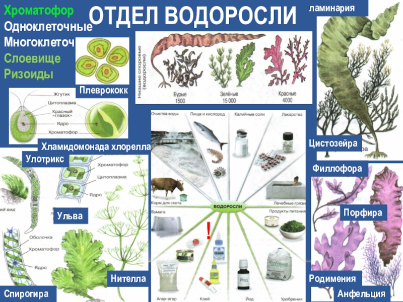 Рассмотрите схему отражающую развитие мира земли