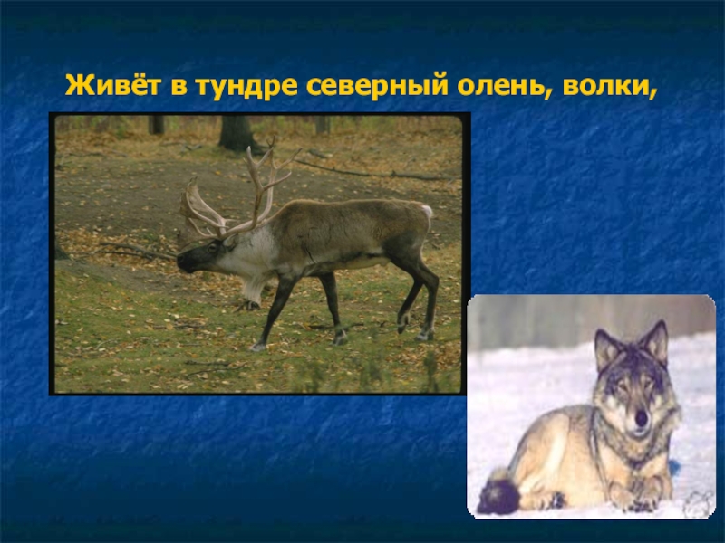 Тундра 4 класс окружающий мир с ответами. Тундра 4 класс окружающий. Окружающий мир 4 класс тема тундра. Тундра 4 класс окружающий мир презентация. Волк и Северный олень.