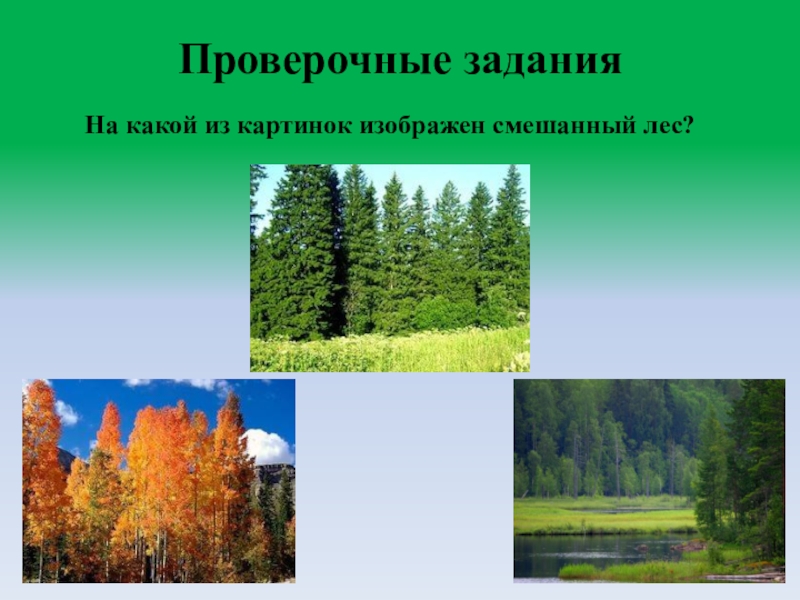 Тест смешанные леса. Герб смешанные леса. Как выглядит знак смешанных лесов.