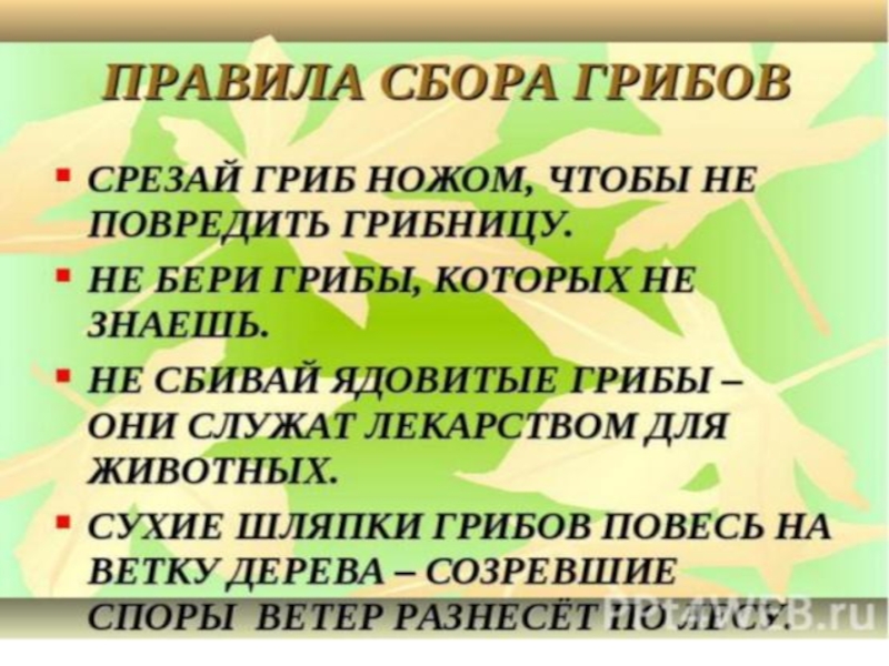 Собранного правило. Правила при сборе грибов. Правила сбора грибов для детей. Составить правила сбора грибов. Пять правил сбора грибов.