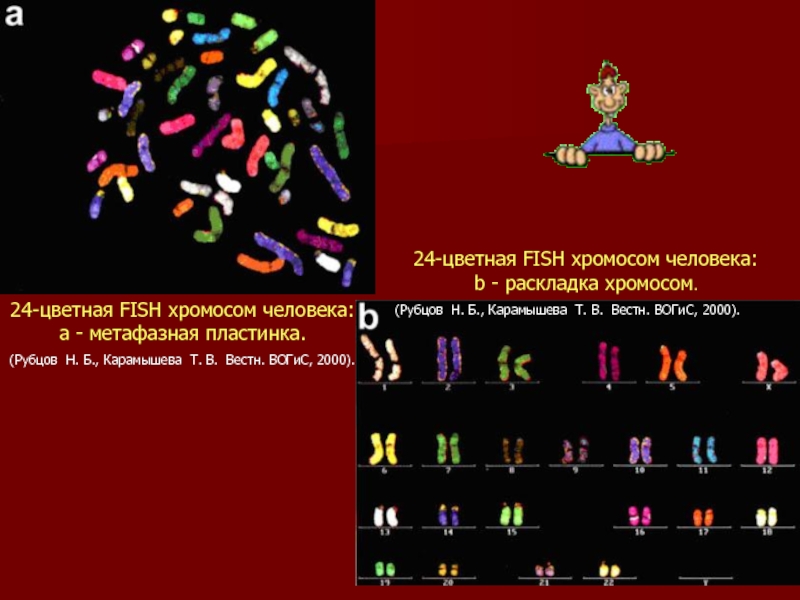 Метафазная хромосома. Раскладка хромосом человека. 24 Цветная Фиш хромосом человека. Метафазная пластинка хромосом человека. Метафазные хромосомы человека.