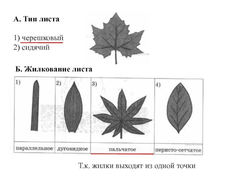 Рассмотрите фотографию листа винограда выберите характеристики а тип листа 1 черешковый 2 сидячий