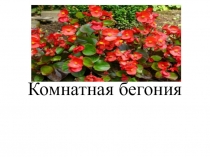Презентация по окружающему мируКомнатная бегония