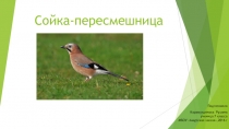 Презентация по биологии на тему Сойка-пересмешница