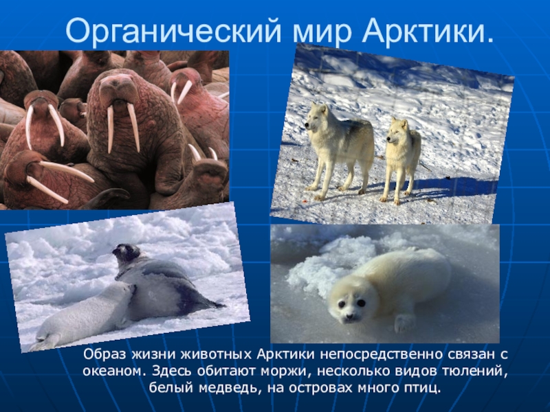 Органический мир россии. Жизнь животных в Арктике. Образ жизни людей в Арктике. Органический мир. Какой образ жизни ведут арктические животные.