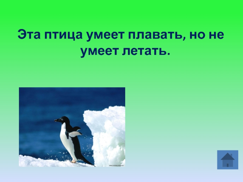 А птицы не умеют. Птицы не умеющие летать. Птицы которые не умеют плавать. Птица которая умеет плавать но не умеет летать. Птицы которые не умеют ходить.