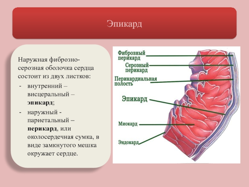 Сердце состоит из слоев. Серозная оболочка сердца. Эпикард анатомия. Перикард серозная оболочка. Фиброзно серозная оболочка сердца.