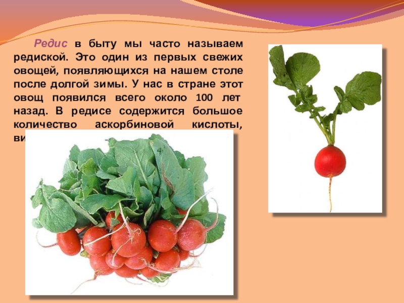 мемы про редис. смешная редиска. редиска называют людей. обозвали редиской. редис пучок.