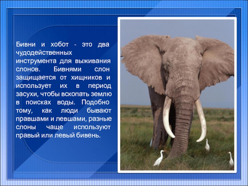 Бивни и хобот - это два чудодейственных инструмента для выживания слонов. Бивнями слон защищается от хищников и
