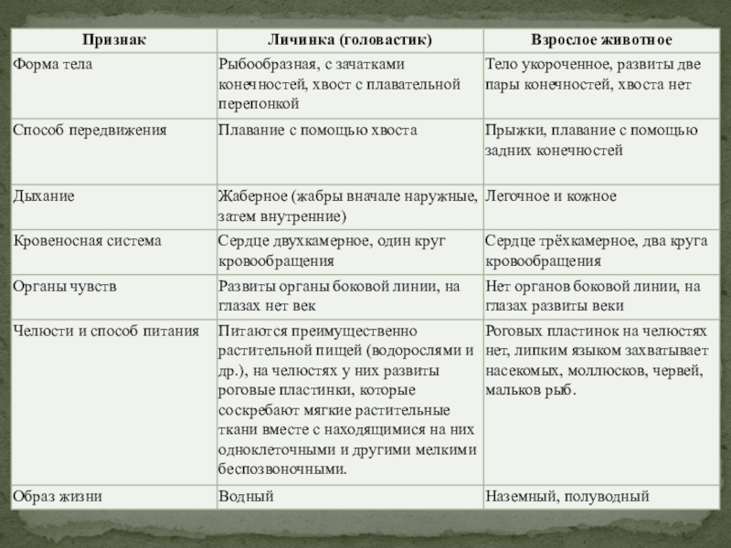 Таблица по биологии внутреннее строение земноводных. Система органов амфибий таблица. Таблица внутреннее строение земноводные 7 класс. Внутреннее строение земноводных 7 класс биология таблица. Земноводные таблица 7 класс система органов.