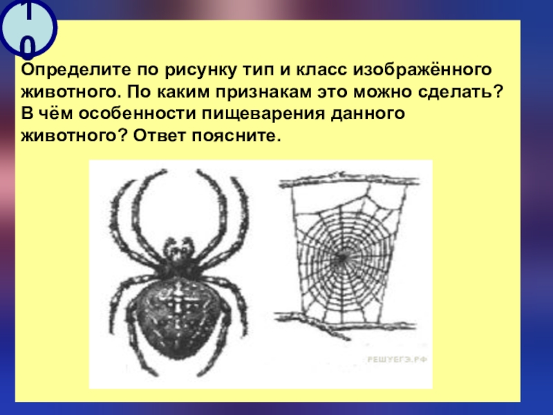 Какие признаки характерны для животного изображенного на рисунке паук