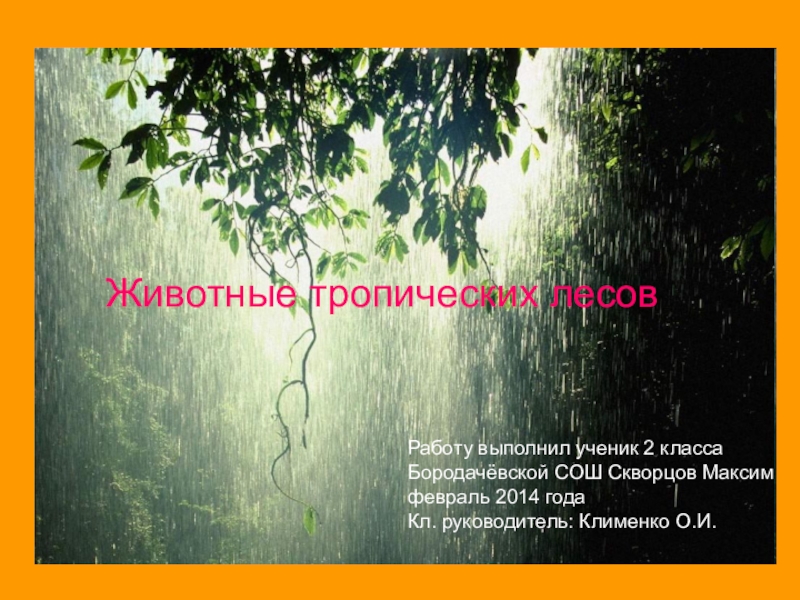 Презентация Презентация Скворцова Максима к уроку Тропические леса