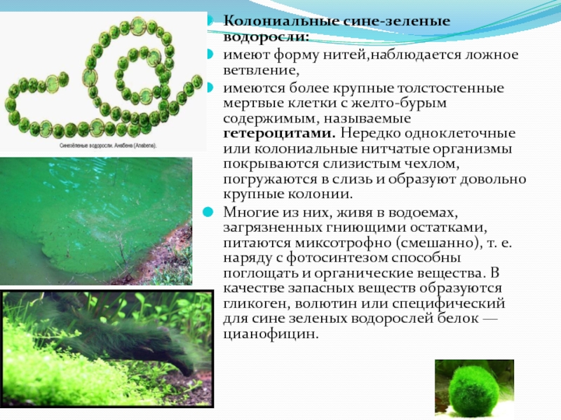 В результате чего образуются водоросли. Колониальные сине-зеленые водоросли. Одноклеточные нитчатые водоросли. Многоклеточные нитчатые зеленые водоросли. Одноклеточные колониальные и нитчатые зеленые водоросли.