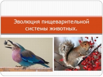 Презентация по биологии на тему: Эволюция пищеварительной системы животных
