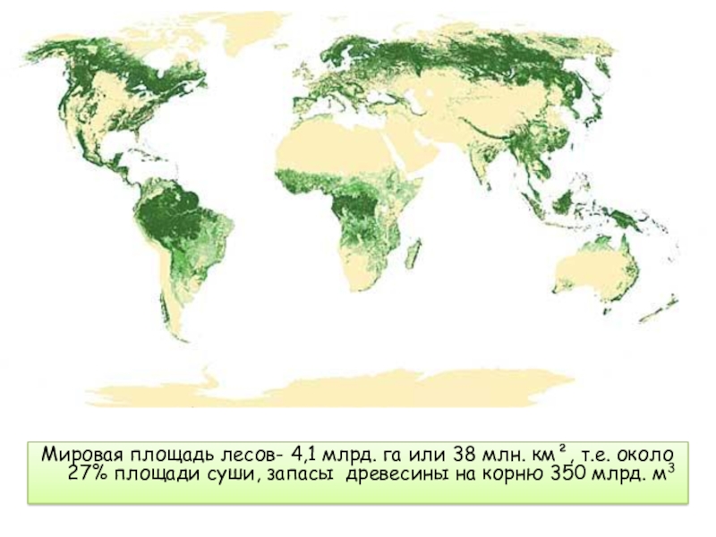 Карта лесов в мире