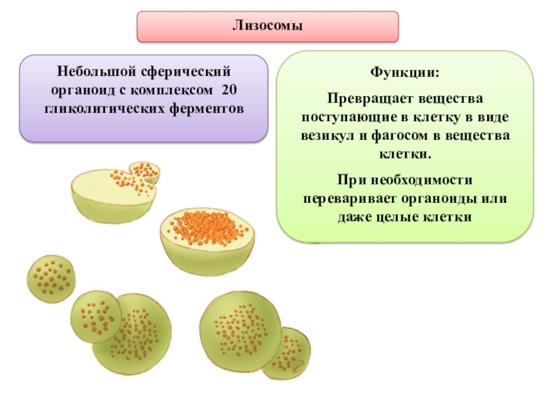 Строение органоида лизосомы. Лизосомы строение и химический состав. Лизосомы органоиды клетки выполняющие функцию. Лизосомы строение органоида и функции.