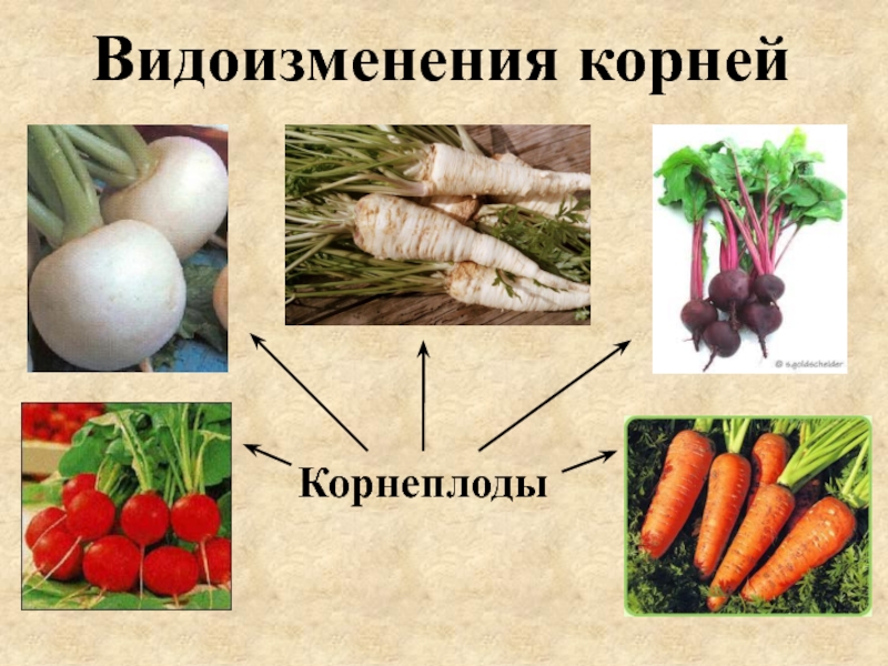 Чем отличаются корнеплоды. Корнеплод это видоизменение. Метаморфозы корнеплода. Корнеплод это видоизмененный. Корнеплод это видоизменение главного корня.