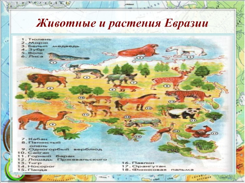 Кто живет в евразии. Животные и растения Евразии. Животный мир материка Евразия. Животные для Евы. Растительный и животный мир Евразии.