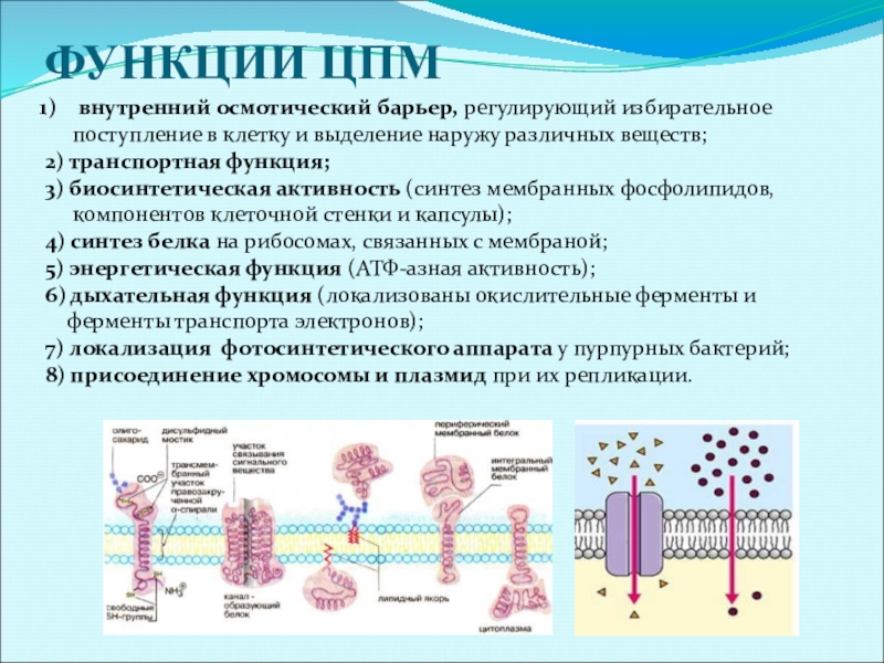 Синтез мембран. ЦПМ строение и функции. ЦПМ цитоплазматическая мембрана функции. Осмотический барьер ЦПМ микробиология. Осмотический барьер мембраны клетки.