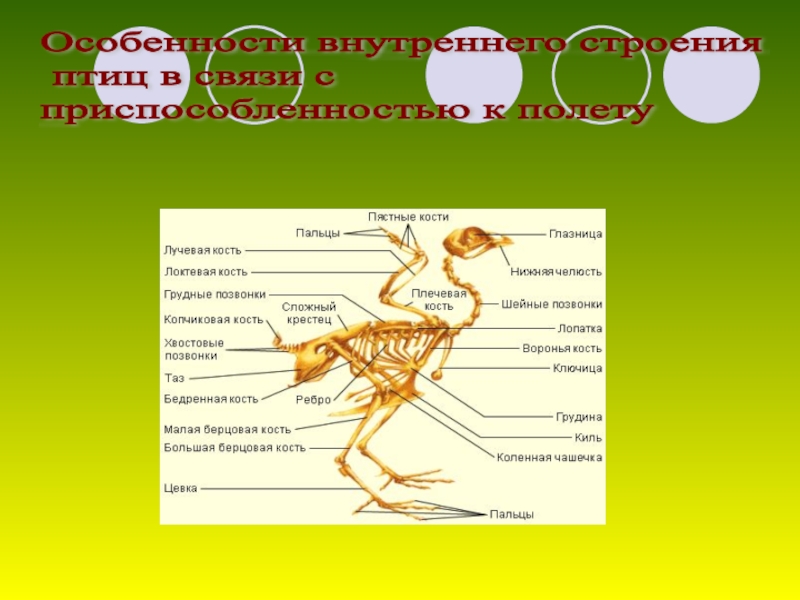 Класс птицы презентация 7 класс биология